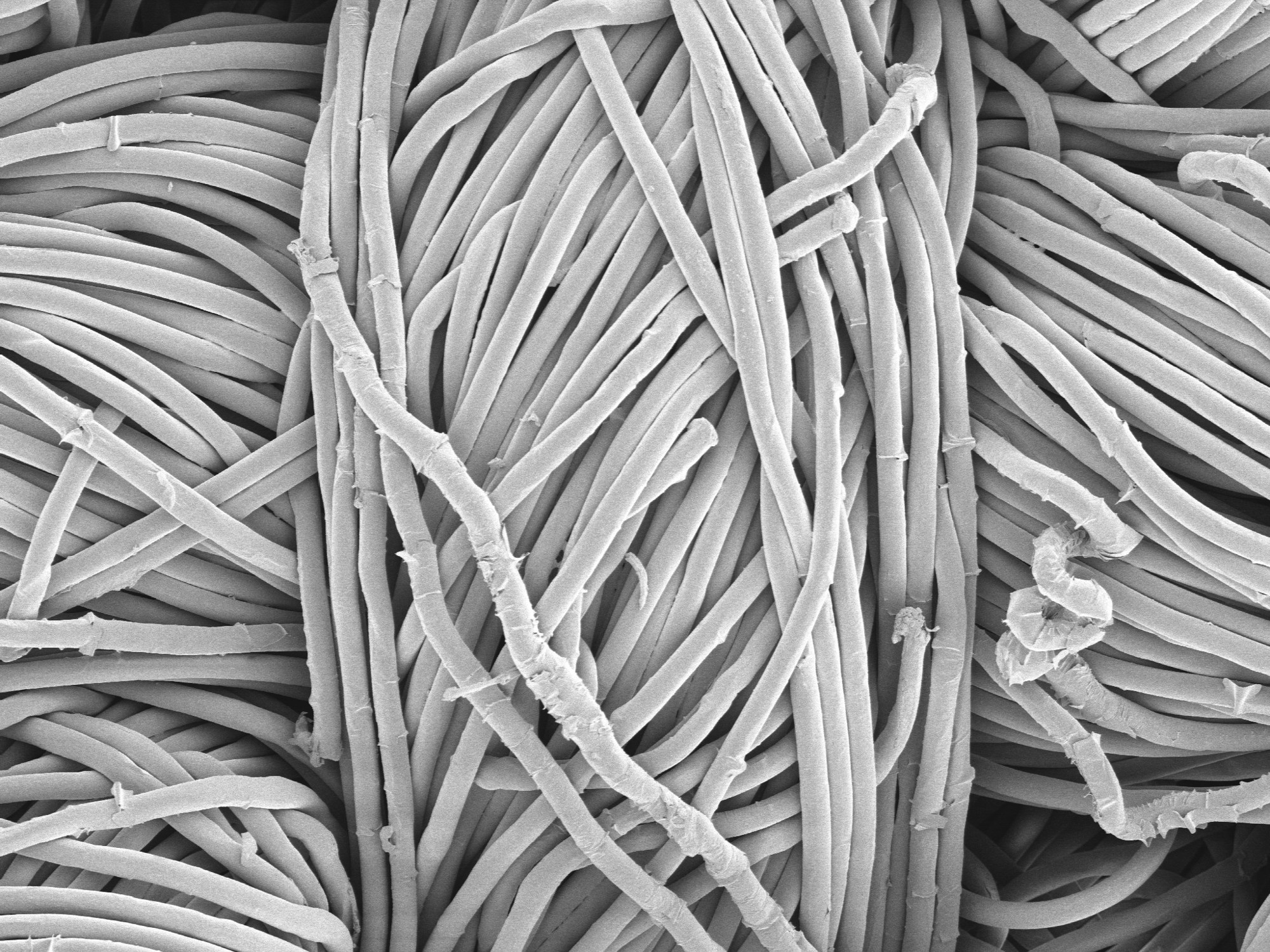 SEM image of cotton fabric